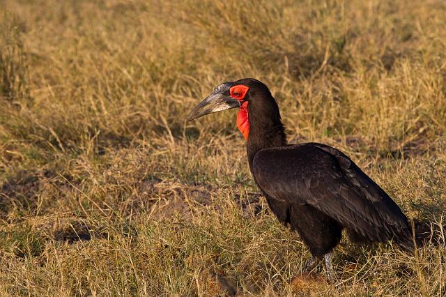 262 Linyanti, zuidelijke grondneushoornvogel.jpg